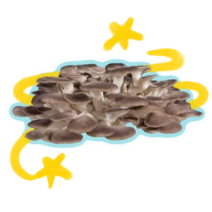 Økologisk Brun Øster